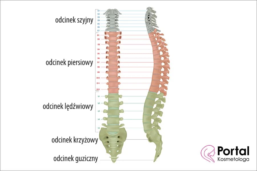 Jak sprawdzić kręgosłup niemowlaka: 7 kluczowych wskazówek